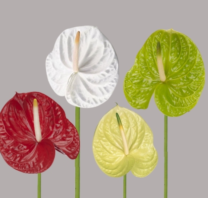 Anthurium Nac. Mixto 13  "CC12" (7 Dias - 2)