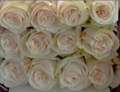 Rosa Ecu. Milky Way 40cm Bl. (7 Dias - 2)