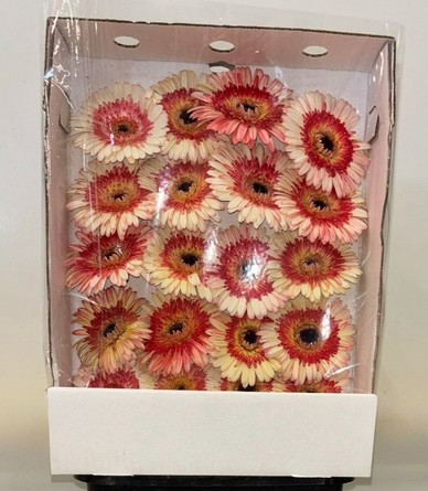 Gerbera Italia Bicolor Rosa "T20"