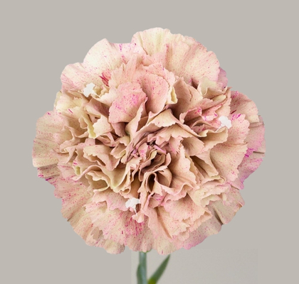 Clavel Col. Select Babylon T25