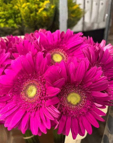 Gerbera Italia Fucsia "T20"