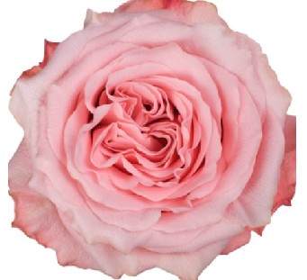 Rosa Col. Bimba 40cm Rs.