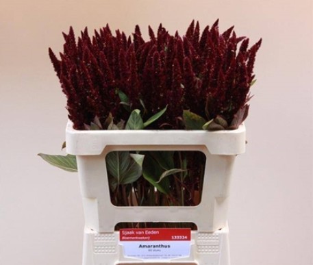 Amaranthus Hol. Pygmy Torch 60cm Gr.