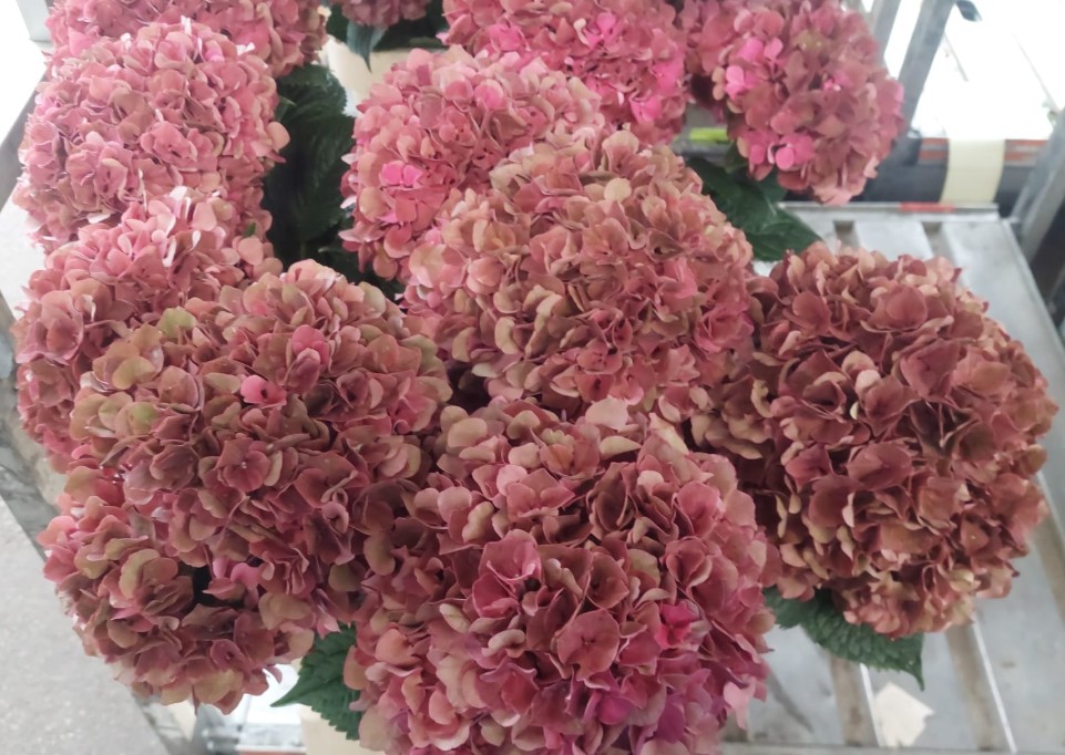 Hortensia Hol. Pink Ruby Classic 80cm 18/20