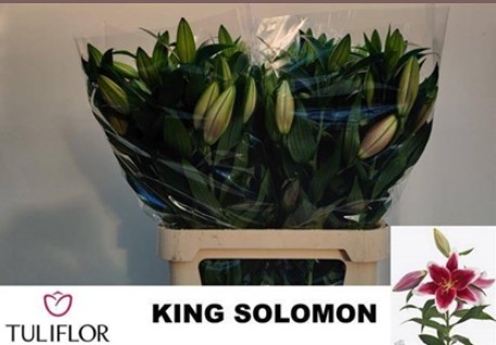 Oriental Hol. Bic. King Solomon 90cm 3/4 fl.