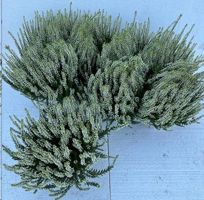 P. Callu Ga G Madonna 12/22cm "CC8"