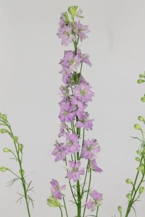 Delphinium Hol. Cons R Q Violet Lilac 80cm