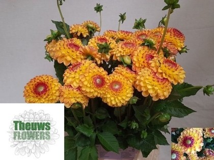 Dalia Hol. Sunny Boy 50cm "CC40"