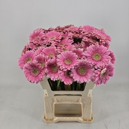 Gerbera Mini Hol. Rosamunde "T20"