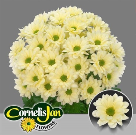 Margarita Hol. Resq Cream 85gr