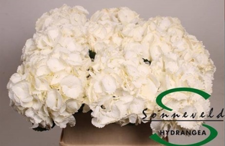 Hortensia Hol. Royal Princess 60cm 18/20 Bic.