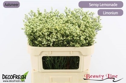 Limonium Hol. Sen. Lemonade 80cm 30gr "T25" Am.