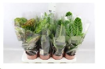 P. Calathea Mixta 14/45cm x8