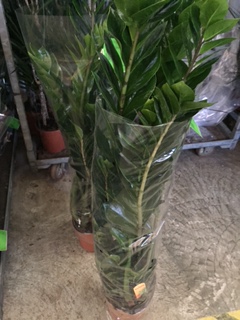 P. Zamioculca Zamiifol 21/100cm 8T