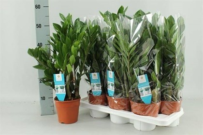P. Zamioculca Zamiifol 14/55cm x7 8T