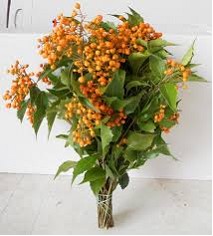 Pittosporum Rombifoglia 50cm 200gr.