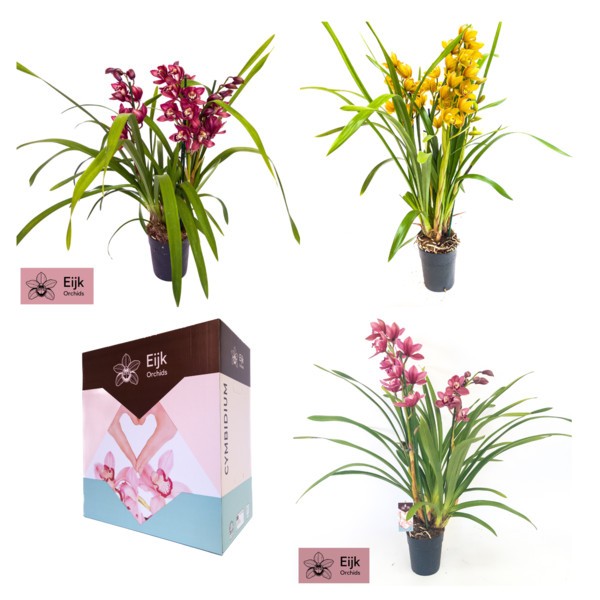 P. Cymbidium Midi Mix 14/80cm x8 3T