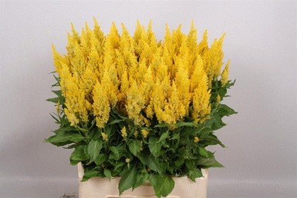 Celosia Plumosa Sunday Yellow 60cm