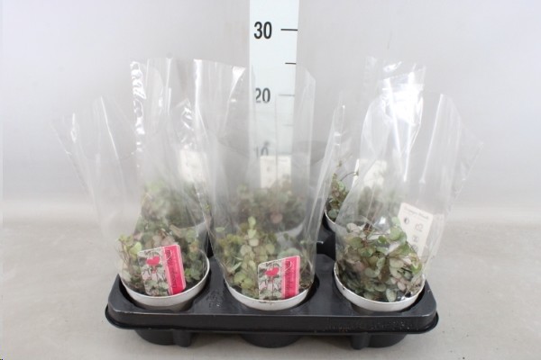 P. Ceropegia Woodii Sup 12/55cm x8