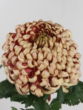 Uniflor Hol. Vienna copper 160gr 80cm