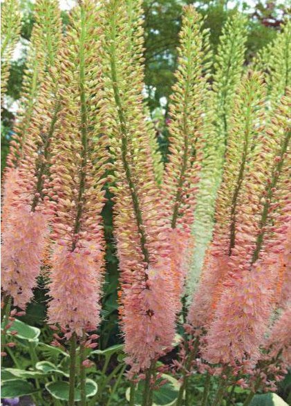 Eremurus Hol. Oase 80cm (40cm flor) Sal.