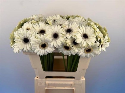 Gerbera Mini Hol. Olaf Bl "T20"