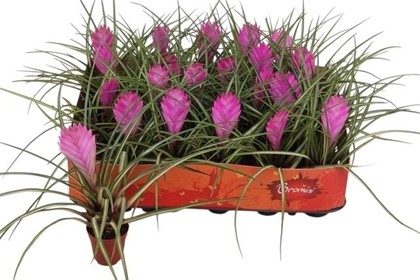 P. Tillandsia Cyanea 5.5/15cm "CC20"