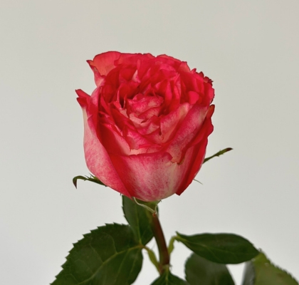 Rosa Ecu. Iguazu 80cm Bic. (7 Dias - 2�)