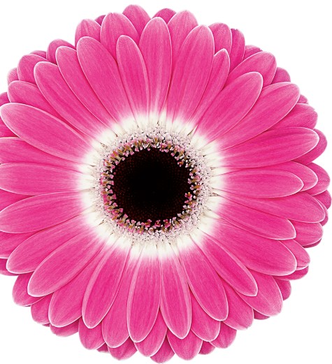 Gerbera Italia Cubanita  "T20" (7 Dias - 2)
