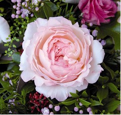 Rosa Ecu. Austin Keira 50cm Rs