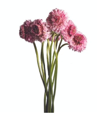 Scabiosa Ecu. Focal Pink 60cm
