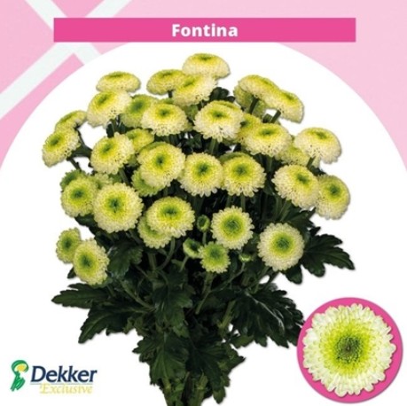 Margarita Hol. Fontina 75gr
