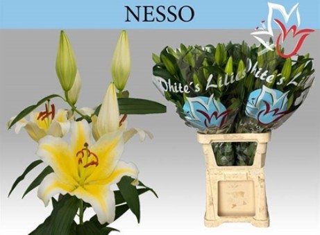 Oriental Hol. Am. Nesso 80cm 3/4 fl.