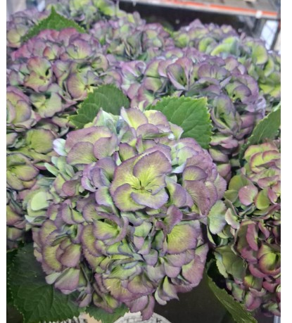 Hortensia Hol. Mag. Elbtal Classic 70cm 18/20