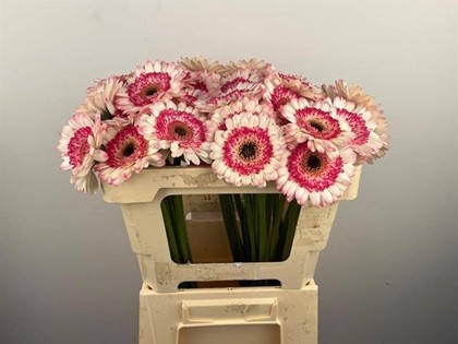 Gerbera Mini Hol. Happy Hour