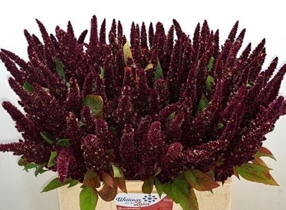 Amaranthus Hol. Rood 60cm Rj.