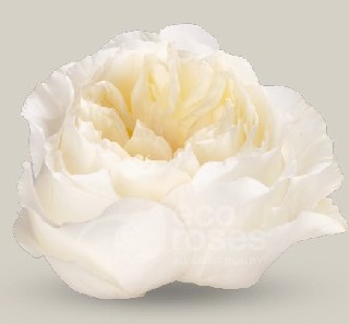 Rosa Ecu. Vicky Gardens 50cm