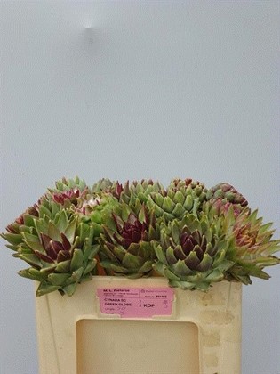 Cynara Scolymus Green Glob 50cm