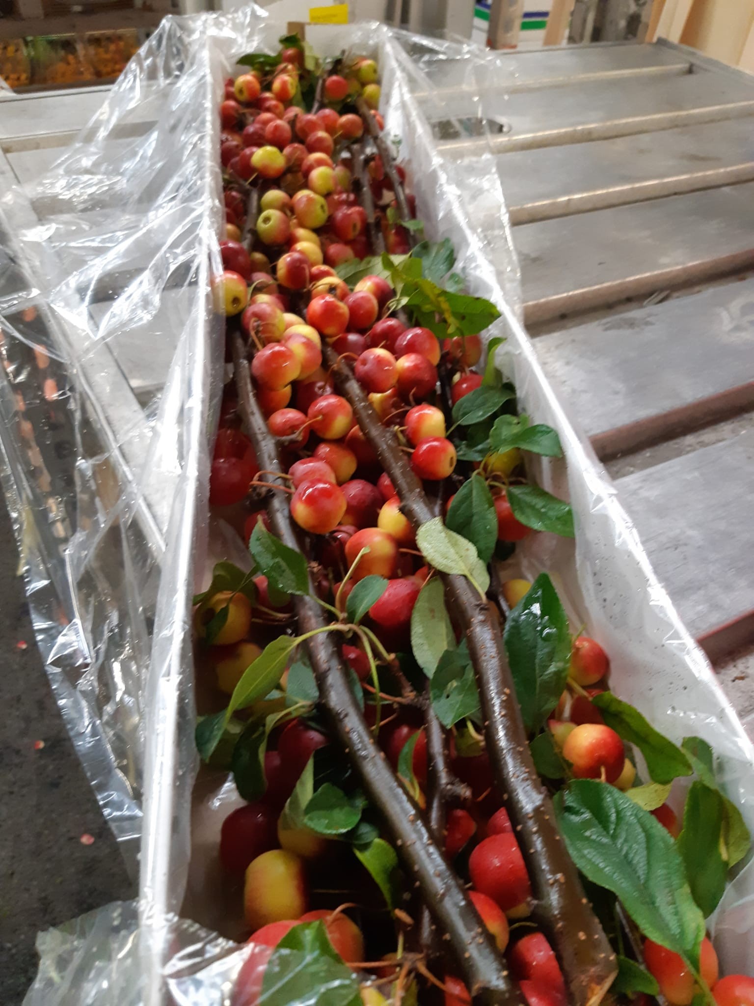 Malus Manzanitas Gorgeous 90cm "CC4"