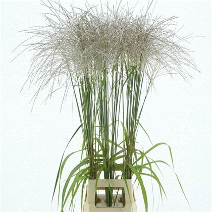Miscanthus Sinensis Memory 80cm