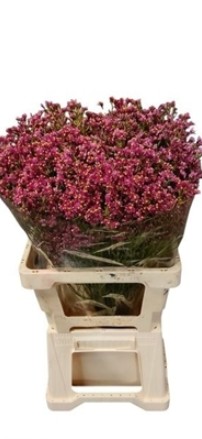Limonium Hol. sensy Vivid Diamond 70cm 25gr "T25" Fuc.