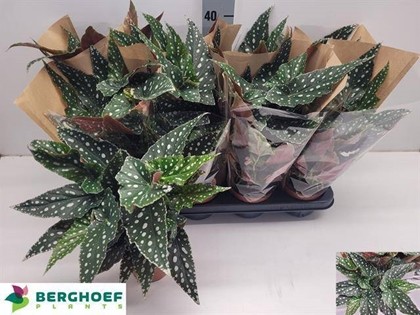 P. Begonia Maculata 12/35cm x8