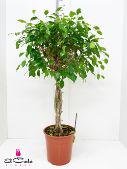 P. Ficus Be Exotica Trenzado 21/90cm