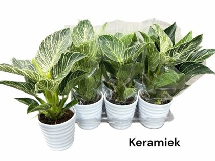 P. Philodendro Overing 12/40cm x6 -M. Ceramica-
