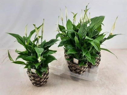 P. Spathyfilium Bellini 13/40cm 8F "CC4"