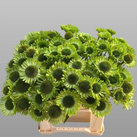 Rudbekia Green Jewel 45cm "T5"