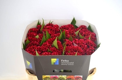 Celosia Cresta Act Dara 70cm Rj. (7 Dias - 2�)