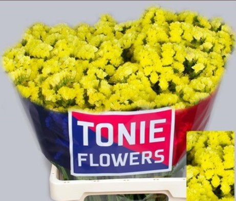 Statice Hol. Canary Sun Birds 60cm 25gr "T25" Am.