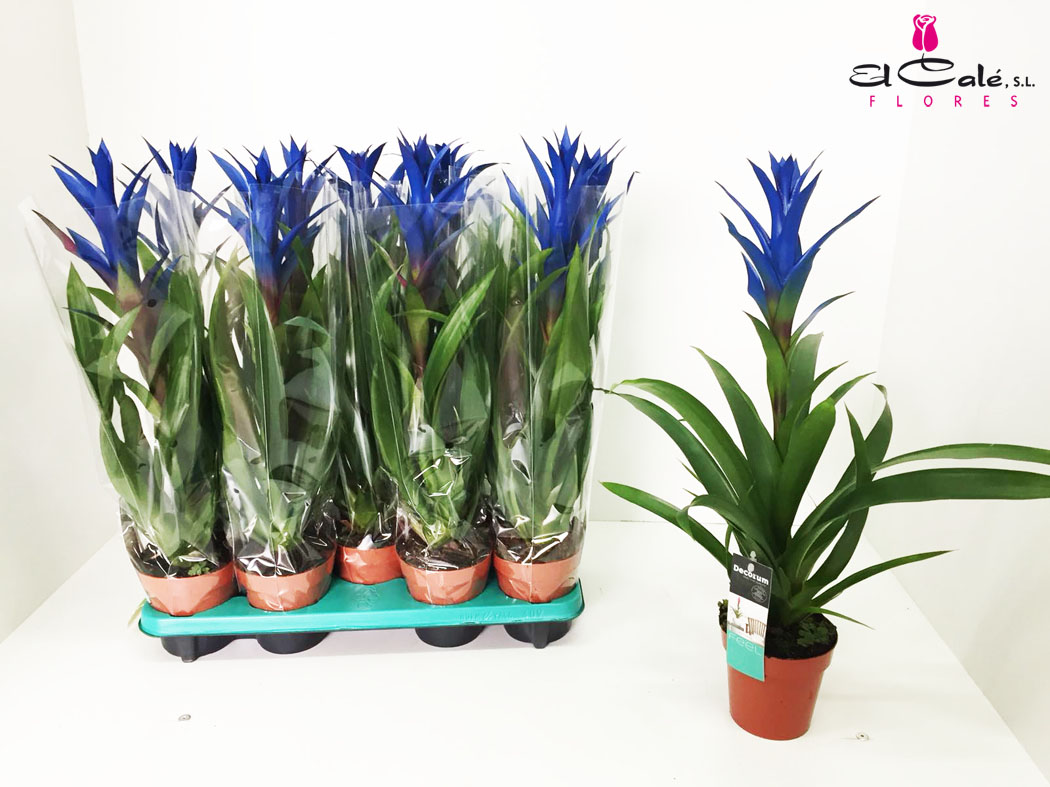 P. Guzmania Ocean Blue 13/60cm x6