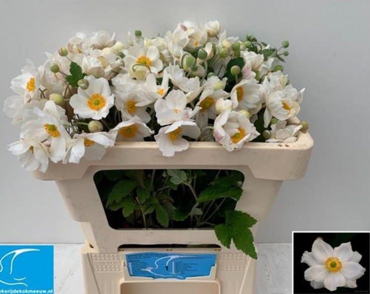 Anemona Hol. Ov. White 60cm